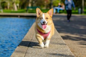 pet trust, image of Welsh Corgi walking near water