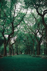 estate plan review